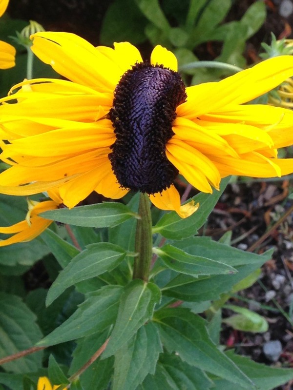 Co-joined Rudbeckia Flower