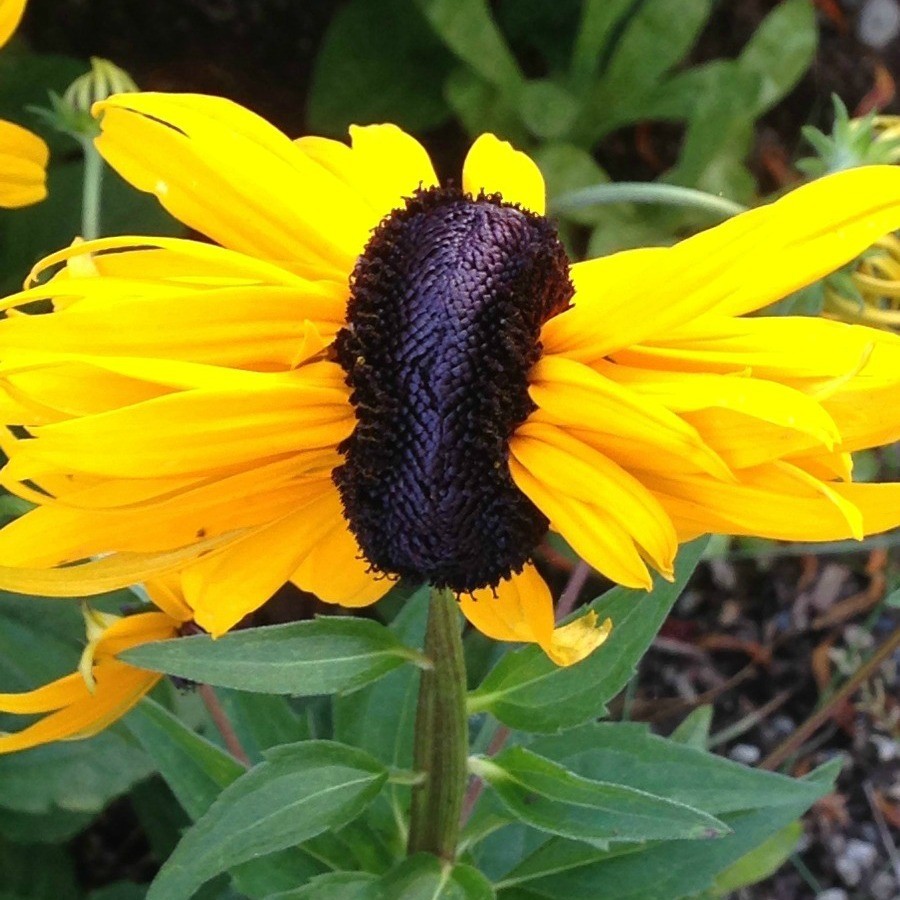 Photos of Flowers Exhibiting Fasciation | ThriftyFun