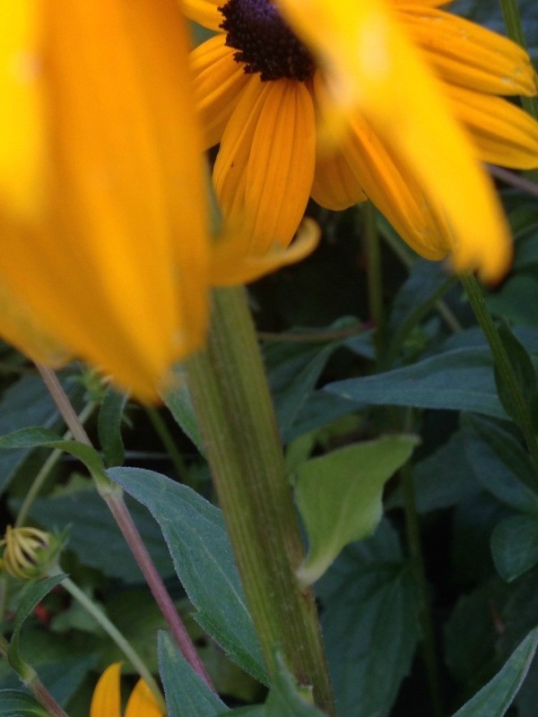 Co-joined Rudbeckia Flower - Fasciation