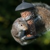 Squirrel wrapped around feeder containing peanuts