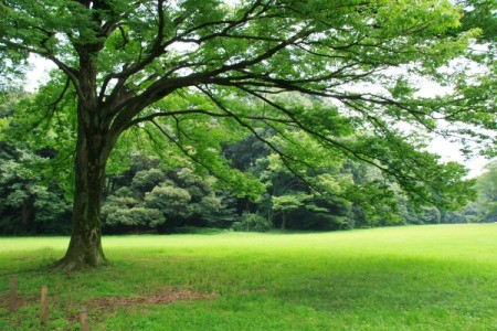 Lawn shaded by a large tree