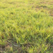 Patchy Bermuda grass