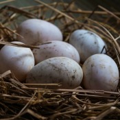 Six duck eggs in a nest