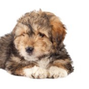 Bearded Collie/Terrier Mix puppy