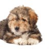 Bearded Collie/Terrier Mix puppy