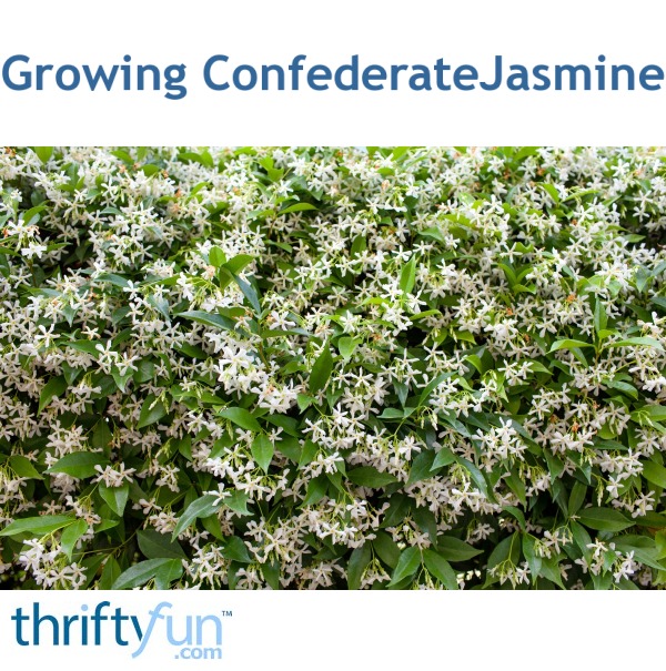 Growing Confederate Jasmine ThriftyFun