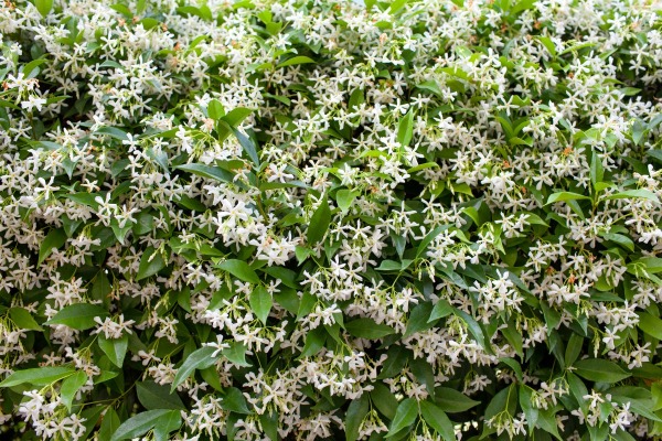 Growing Confederate Jasmine | ThriftyFun