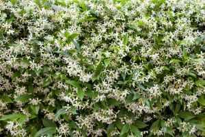 Jasmine plant