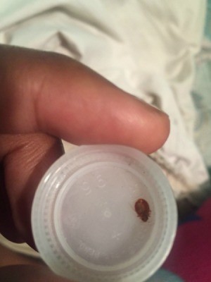 brown bug on plastic lid