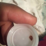 brown bug on plastic lid