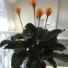 plant with very dark green leaves and orange flowers atop long stems