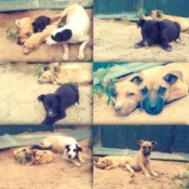 What Breed Are My Puppies?