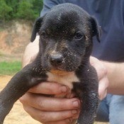 black puppy with white on chest and feet