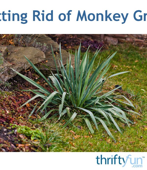 Getting Rid of Monkey Grass ThriftyFun
