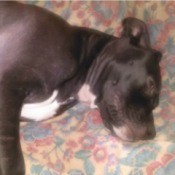 black dog with white on chest lying down