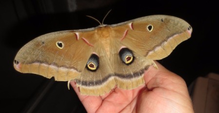 moth on hand