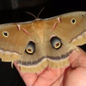 moth on hand