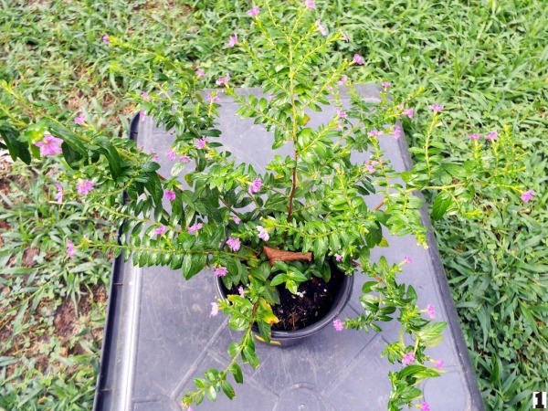 Mexican Heather (Cuphea) in nursery pot