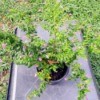 Mexican Heather (Cuphea) in nursery pot