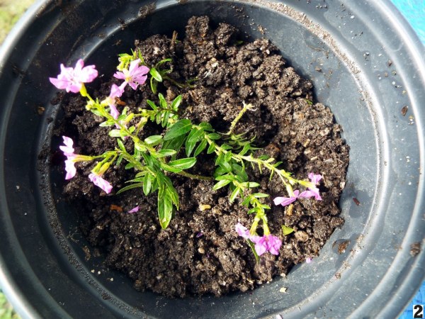 Rooting Mexican Heather (Cuphea)