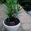 multi stemmed plant with long narrow leaves