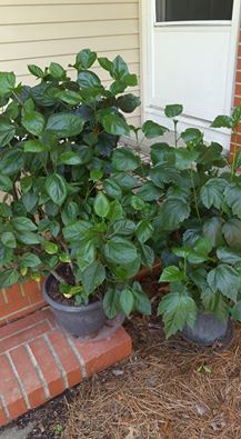 Hibiscus Not Blooming