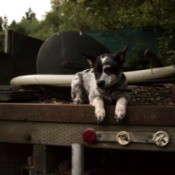 Dog laying in the back of an old open bed  truck