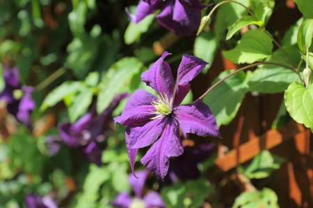 Purple Clematis growing on a lattice fence