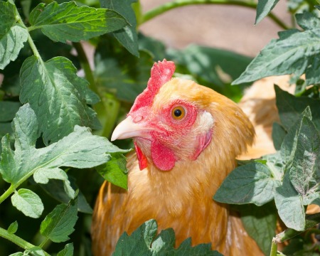 Chicken in tomato plants