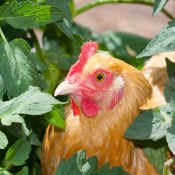 Chicken in tomato plants
