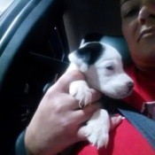 black and white puppy