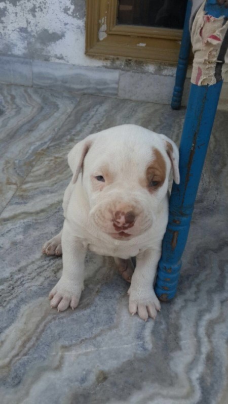 What Breed Is My Dog?