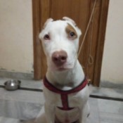 white dog with brown markings