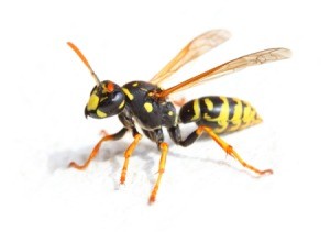 Yellow Jacket