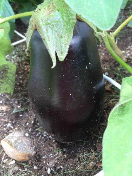 beautiful eggplant