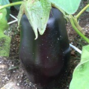beautiful eggplant
