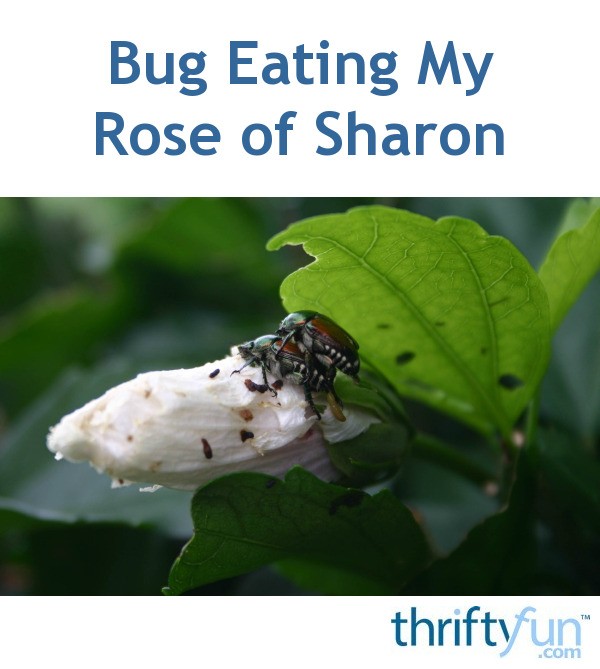 Bug Eating My Rose of Sharon ThriftyFun