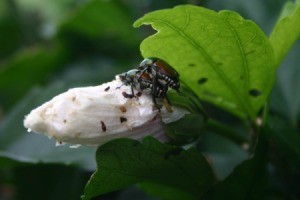 Bugs and beetles on Rose of Sharon bloom