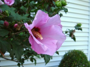 Rose of Sharon bloom against the side of a house