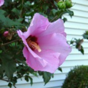 Rose of Sharon bloom against the side of a house