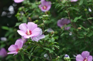 Rose of Sharon plant in bloom