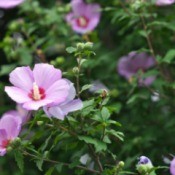 Rose of Sharon plant in bloom