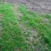Grass with large dead patches