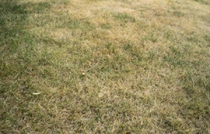 Close up of lawn that is mostly dead with few green patches