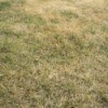 Close up of lawn that is mostly dead with few green patches