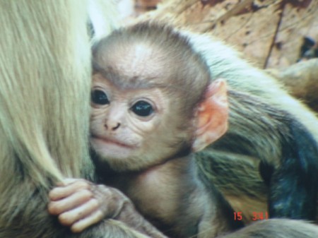 Young baby monkey clinging to its mother.