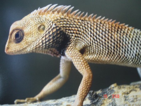 Close up of a chameleon at the Pune zoo.