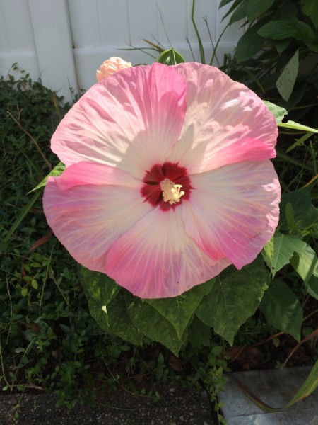 pink and white hibiscus bloom