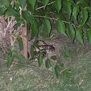 blotchy snake under a bush
