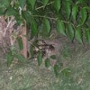 blotchy snake under a bush